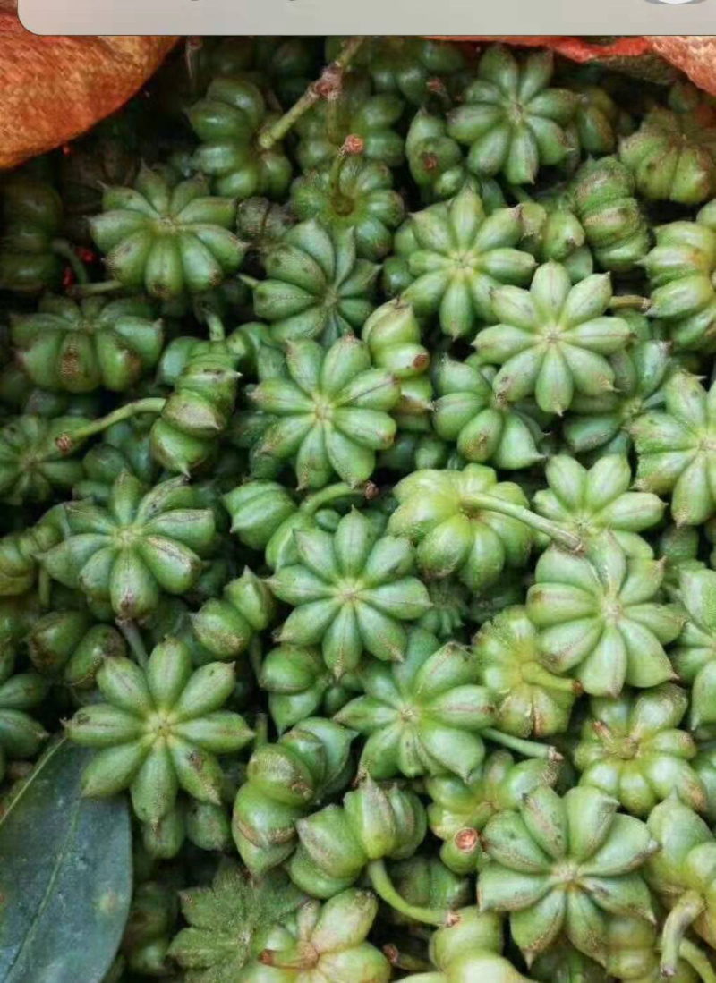 高品质大红八角种子高发芽率生晒种子保证质量