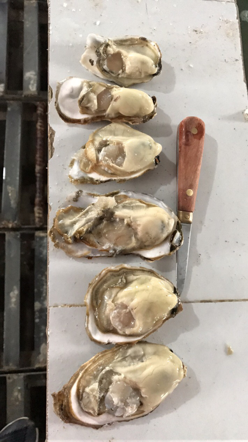 鲜活乳山生蚝1-2两140斤装批发