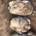 鲜活乳山生蚝1-2两140斤装批发