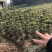 赤楠桩