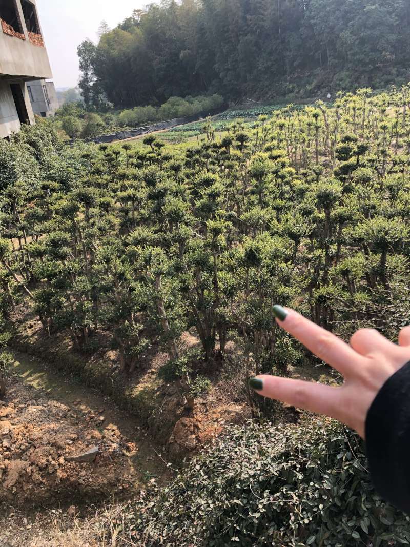赤楠桩