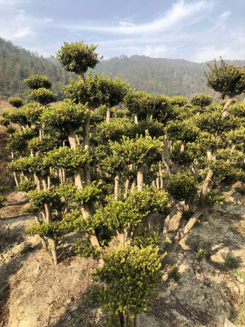 赤楠桩