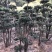 赤楠桩