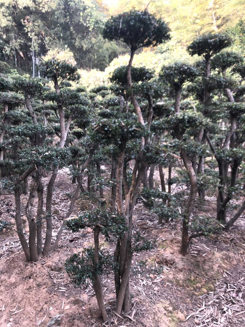 赤楠桩