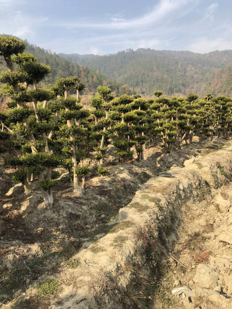 赤楠桩