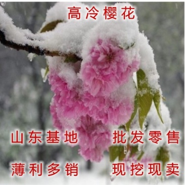 高冷樱花苗晚樱菊樱树苗包品种包开花品种樱花苗