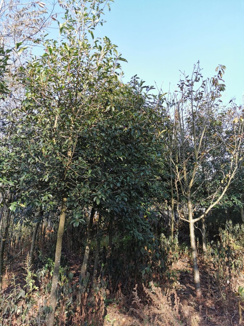 球花石楠，2-8公分皆有货，地苗，可带土球，量大从优
