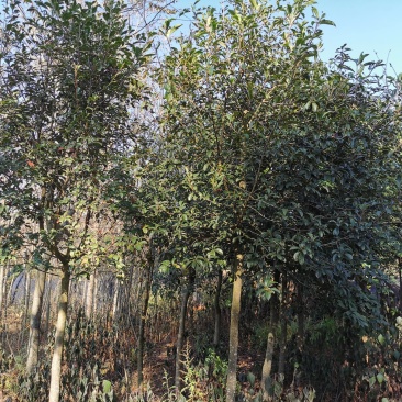 球花石楠，2-8公分皆有货，地苗，可带土球，量大从优