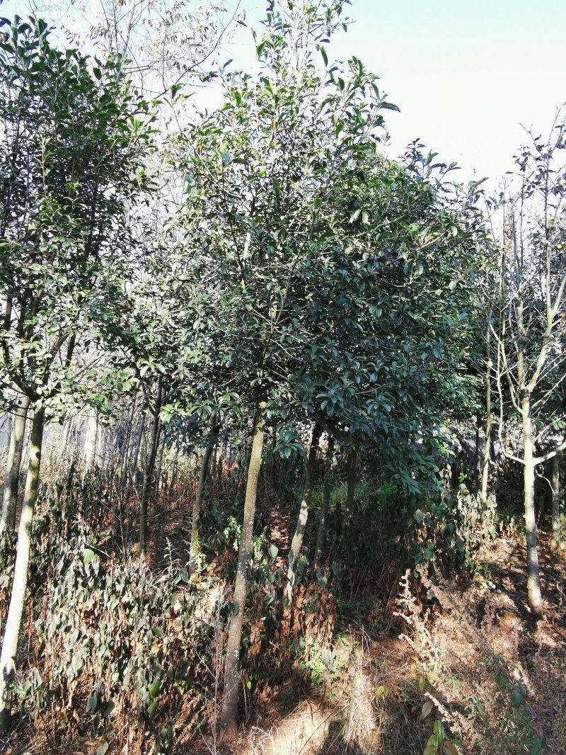 球花石楠，2-8公分皆有货，地苗，可带土球，量大从优