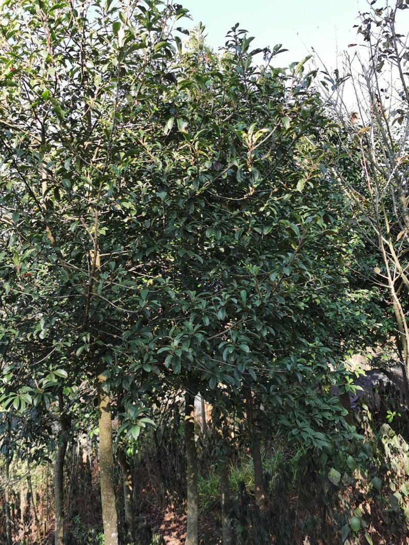 球花石楠，2-8公分皆有货，地苗，可带土球，量大从优