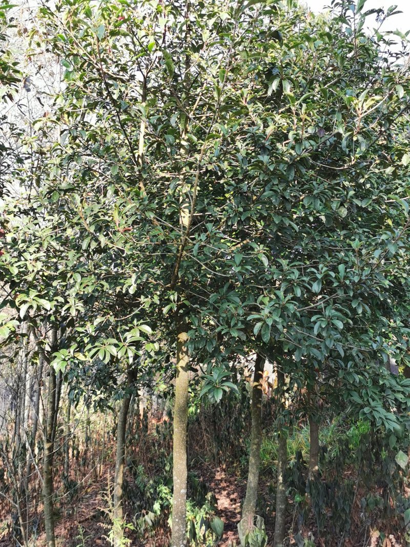 球花石楠，2-8公分皆有货，地苗，可带土球，量大从优