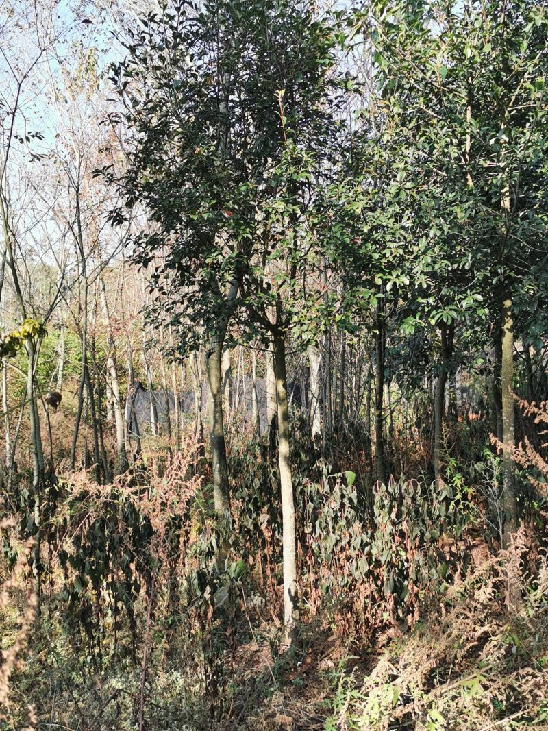 球花石楠，2-8公分皆有货，地苗，可带土球，量大从优