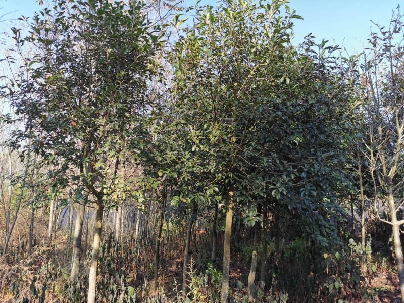 球花石楠，2-8公分皆有货，地苗，可带土球，量大从优