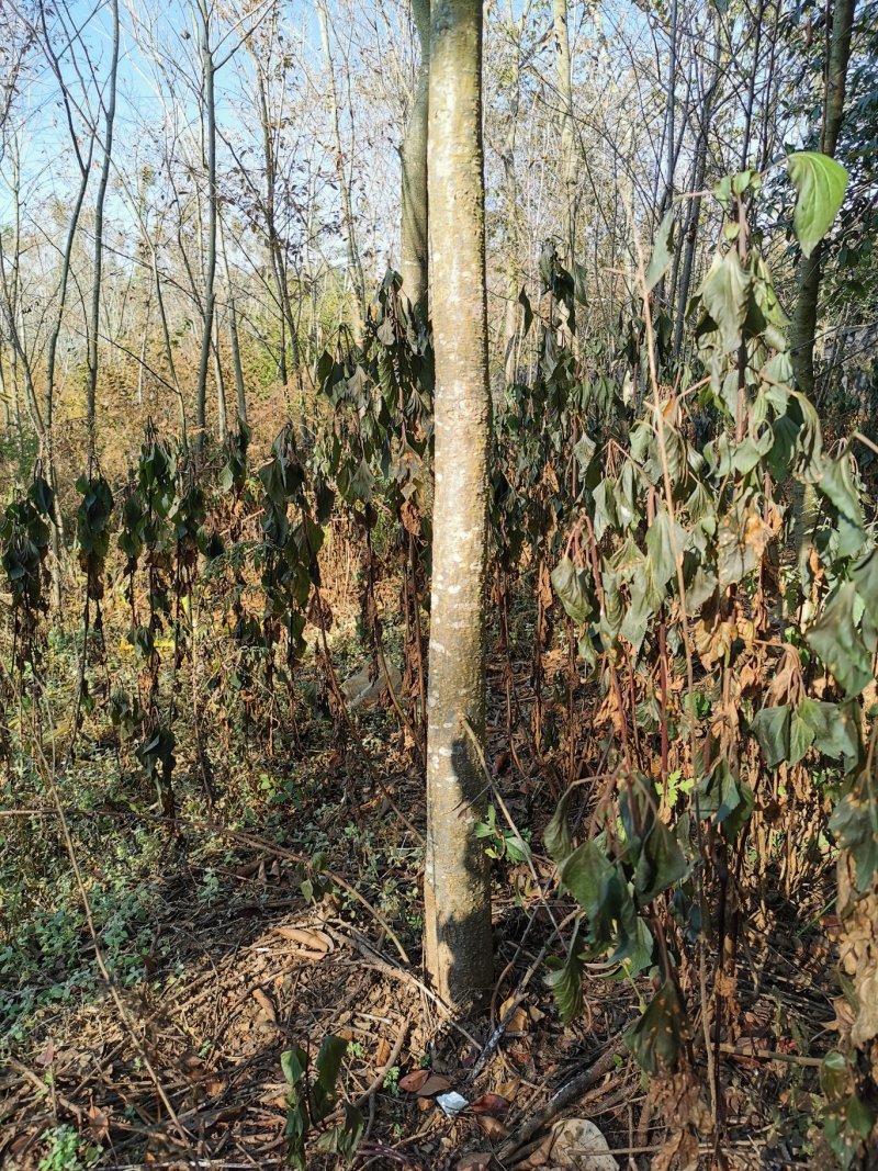 球花石楠，2-8公分皆有货，地苗，可带土球，量大从优