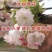 菊樱树苗日本樱花苗阳光樱美少女樱花品种樱花苗