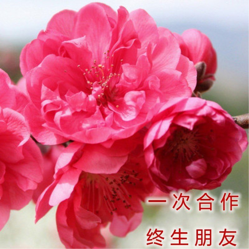 菊樱树苗日本樱花苗阳光樱美少女樱花品种樱花苗