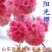 菊樱树苗日本樱花苗阳光樱美少女樱花品种樱花苗