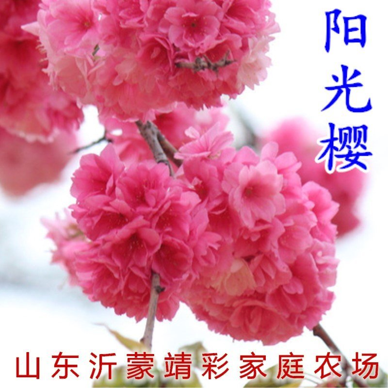 菊樱树苗日本樱花苗阳光樱美少女樱花品种樱花苗