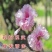 菊樱树苗日本樱花苗阳光樱美少女樱花品种樱花苗