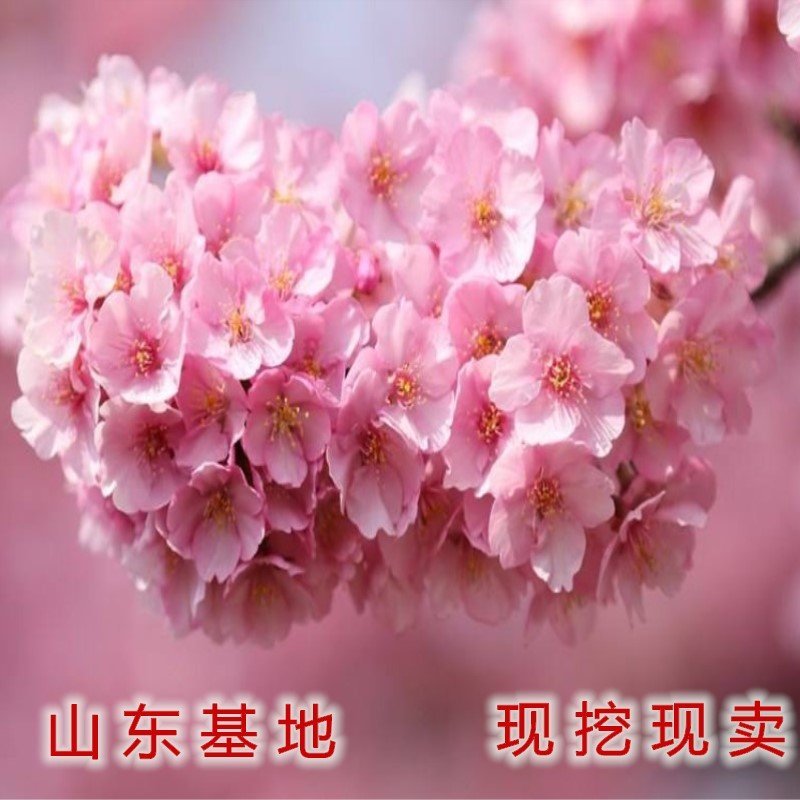 菊樱树苗日本樱花苗阳光樱美少女樱花品种樱花苗
