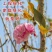 菊樱树苗日本樱花苗阳光樱美少女樱花品种樱花苗