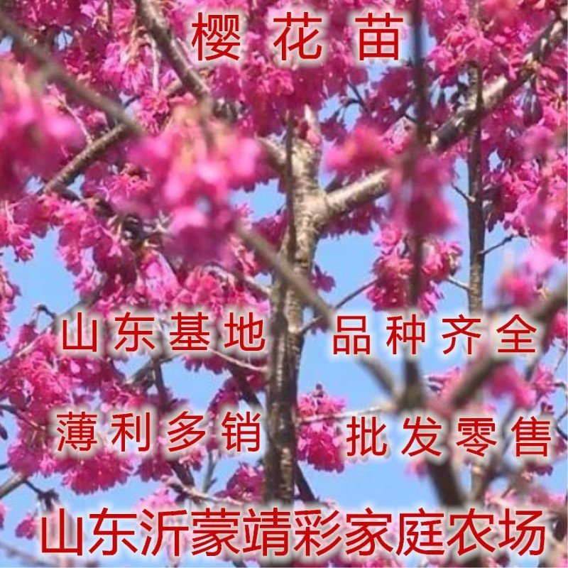 菊樱树苗日本樱花苗阳光樱美少女樱花品种樱花苗