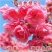 菊樱树苗日本樱花苗阳光樱美少女樱花品种樱花苗