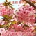 菊樱树苗日本樱花苗阳光樱美少女樱花品种樱花苗