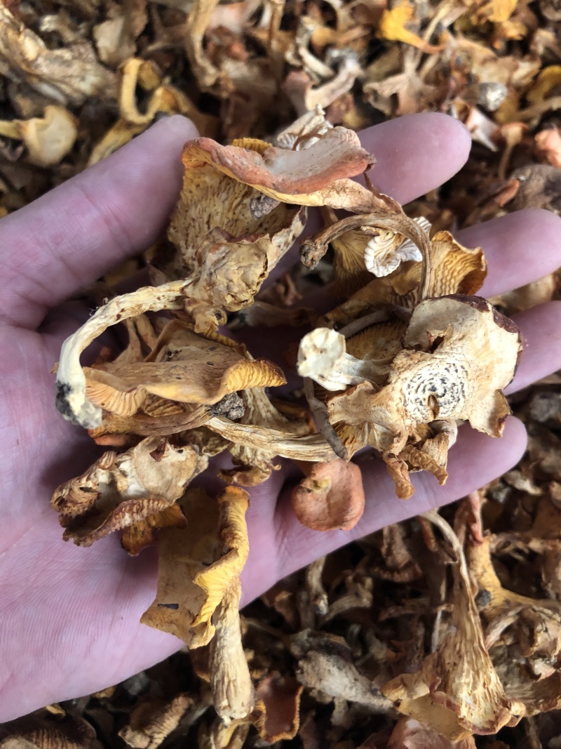 野生鸡油菌产地批发直销量大从优