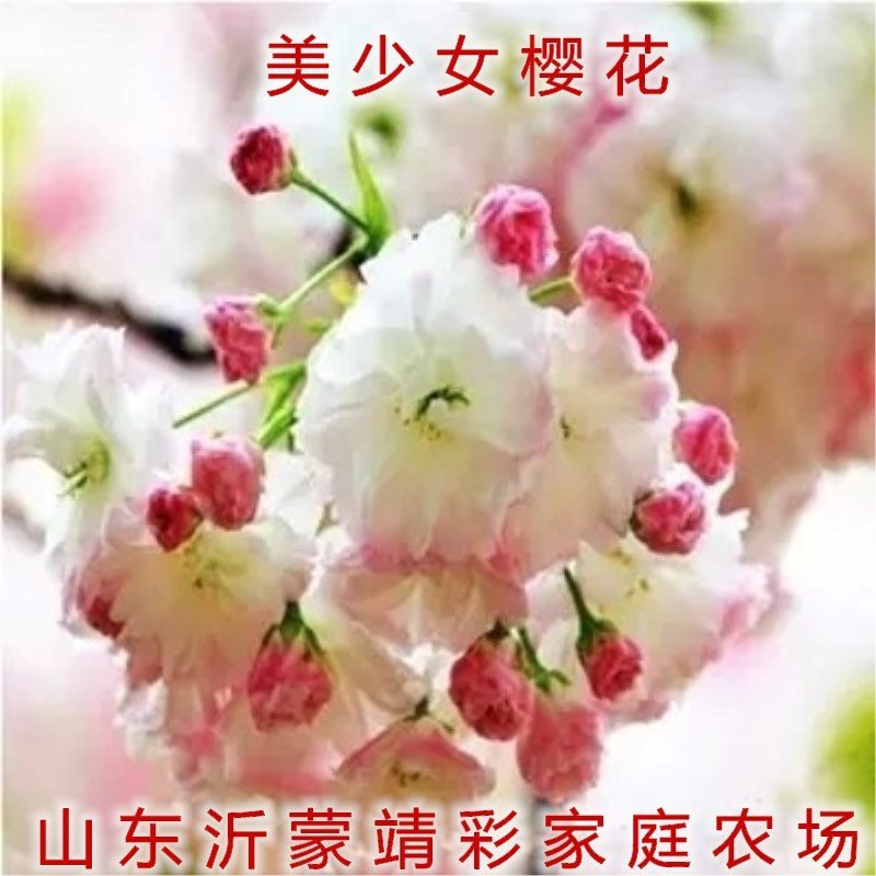 浪漫樱花苗品种樱花苗南北方种植盆栽地栽樱花苗