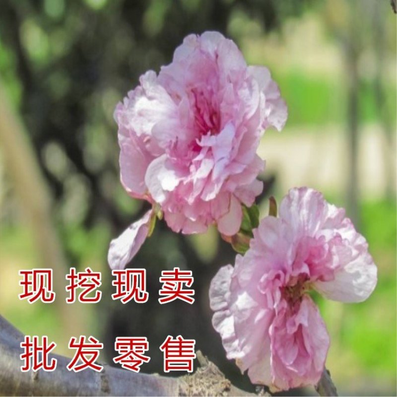 浪漫樱花苗品种樱花苗南北方种植盆栽地栽樱花苗