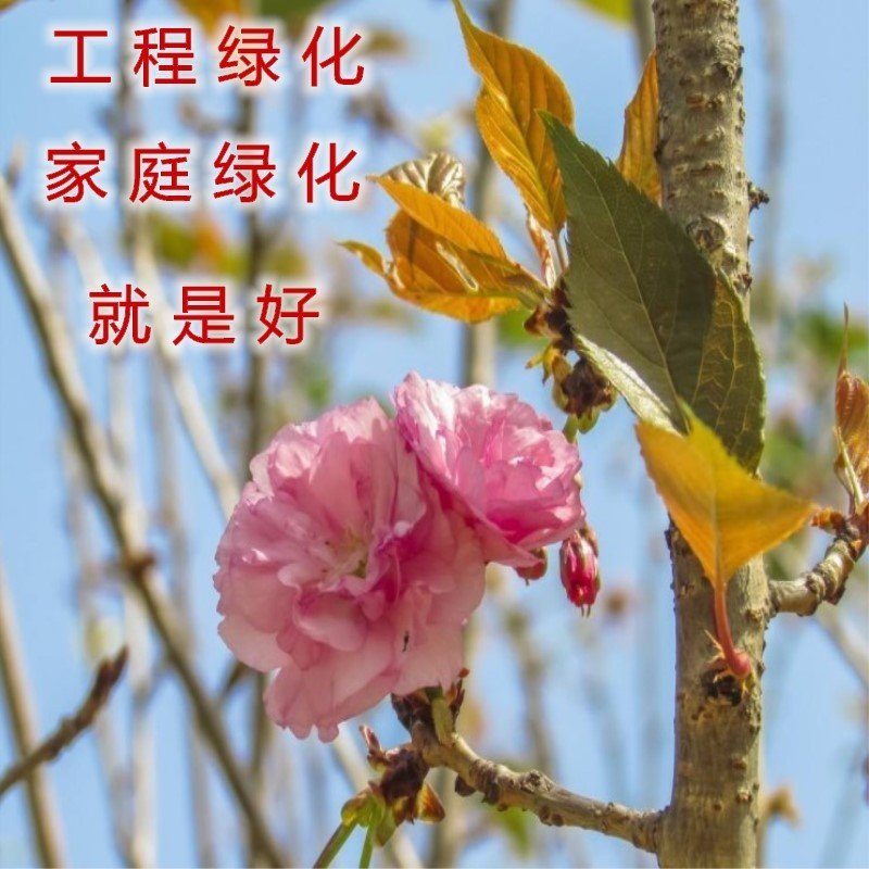 浪漫樱花苗品种樱花苗南北方种植盆栽地栽樱花苗
