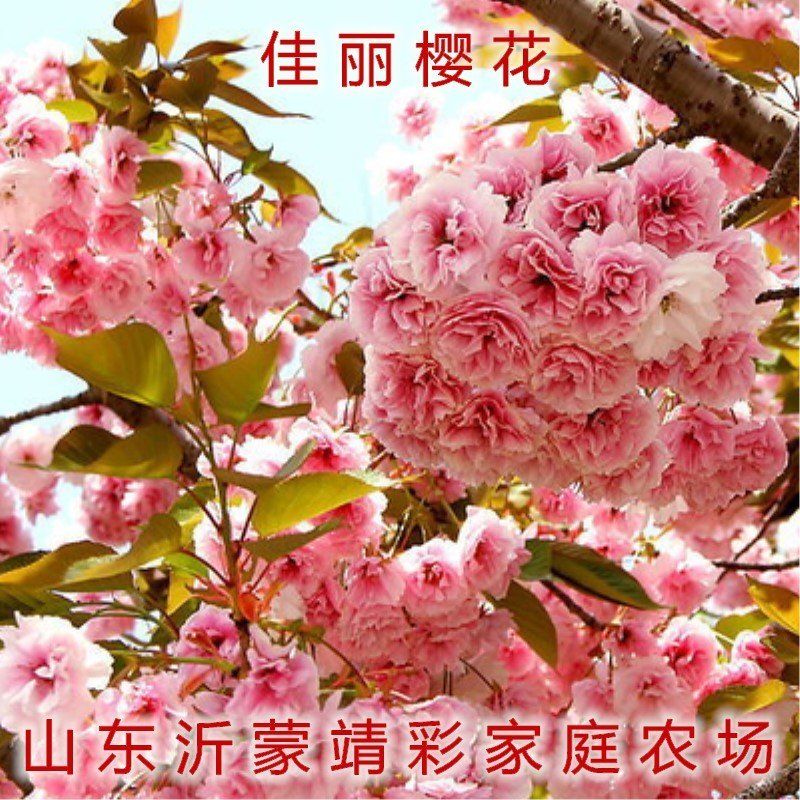 浪漫樱花苗品种樱花苗南北方种植盆栽地栽樱花苗
