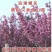 浪漫樱花苗品种樱花苗南北方种植盆栽地栽樱花苗