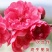 浪漫樱花苗品种樱花苗南北方种植盆栽地栽樱花苗