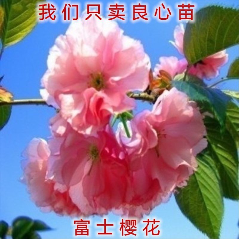 浪漫樱花苗品种樱花苗南北方种植盆栽地栽樱花苗