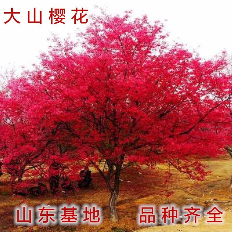 浪漫樱花苗品种樱花苗南北方种植盆栽地栽樱花苗
