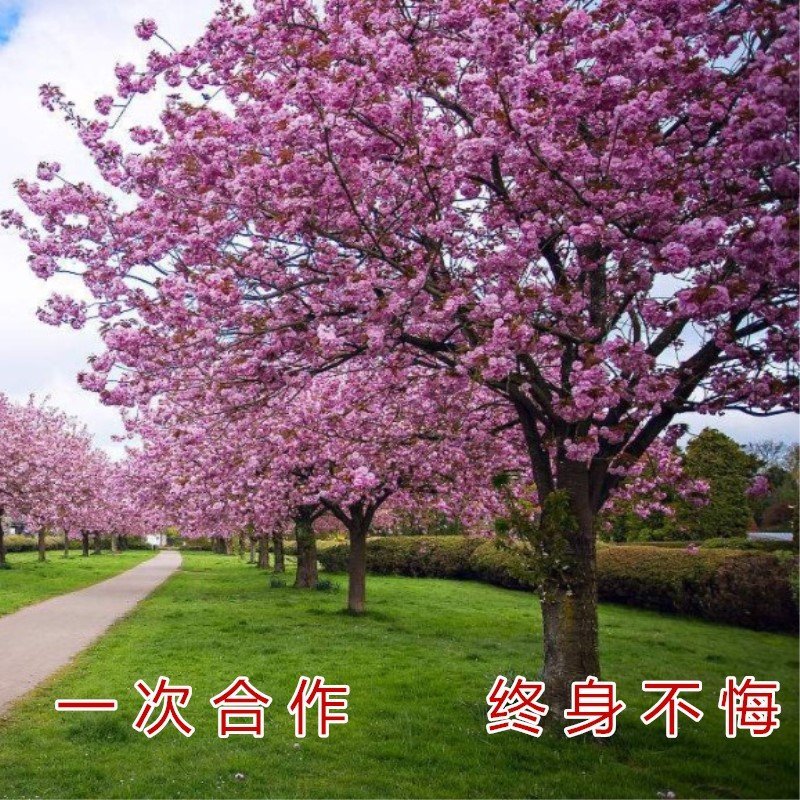 浪漫樱花苗品种樱花苗南北方种植盆栽地栽樱花苗