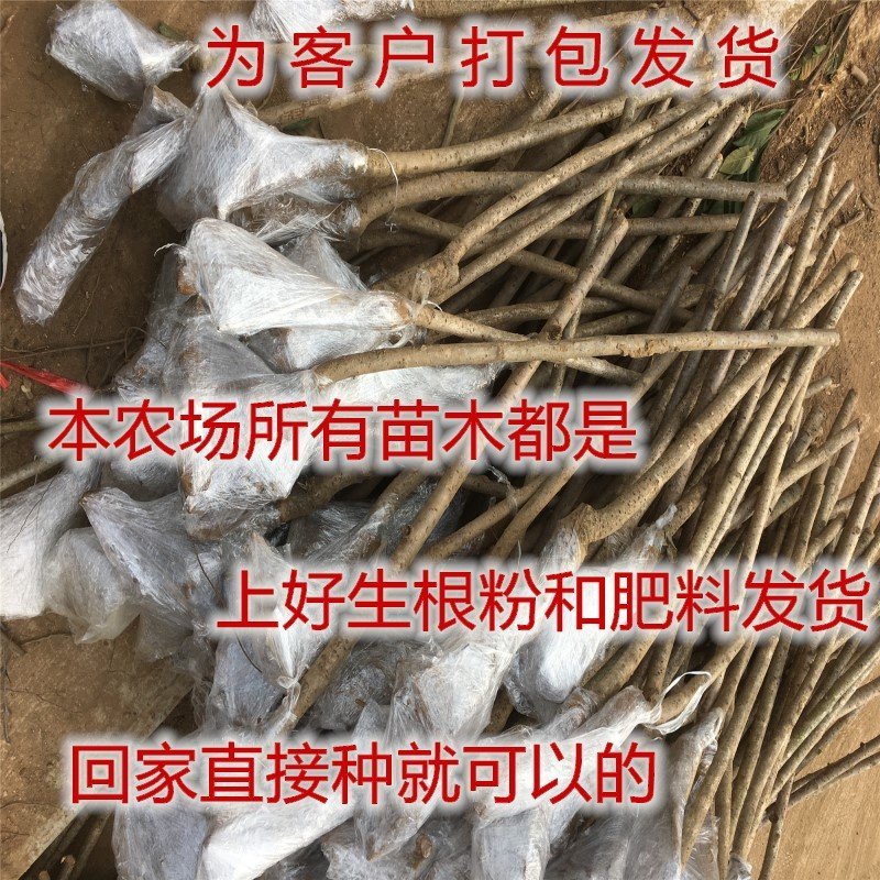浪漫樱花苗品种樱花苗南北方种植盆栽地栽樱花苗