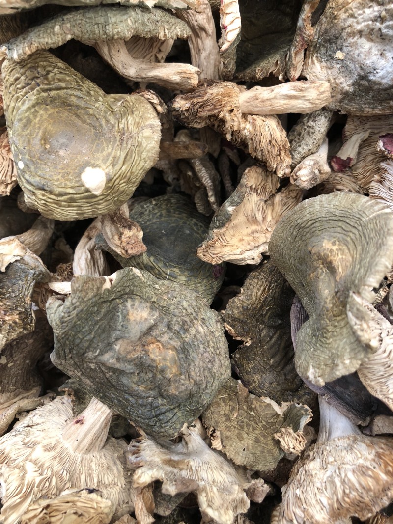 野生梨菇干货青头菌绿豆菌产地直销批发大量供货