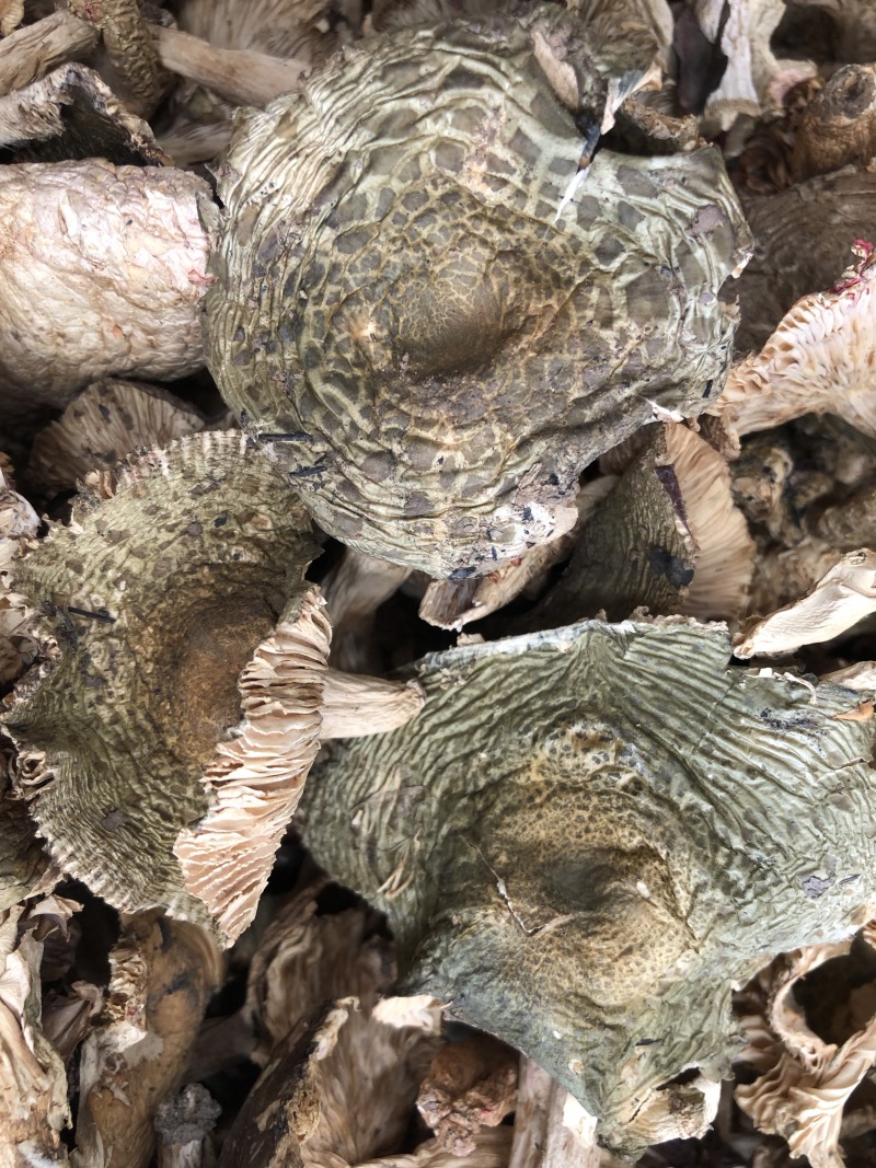 野生梨菇干货青头菌绿豆菌产地直销批发大量供货