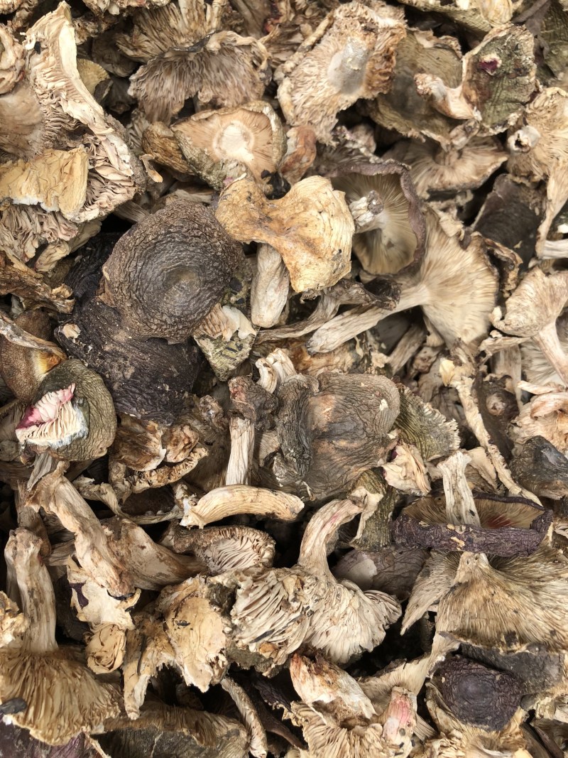 野生梨菇干货青头菌绿豆菌产地直销批发大量供货