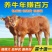 湘西黄牛优良品种品质保障提供技术免费运输