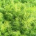 优质蔬菜