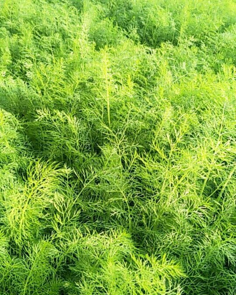 优质蔬菜