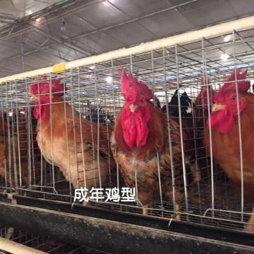 灵山土鸡苗,品种优良,大量供应