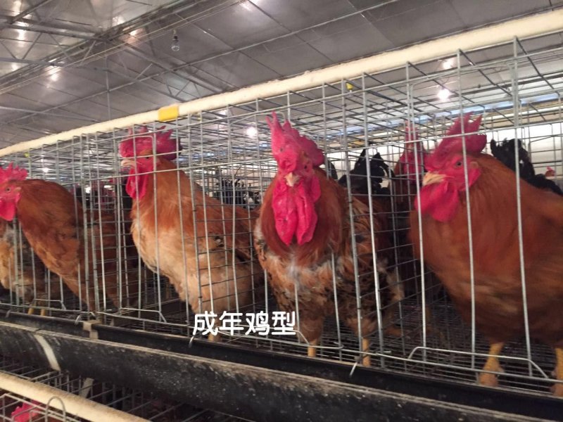 灵山土鸡苗，品种优良，大量供应