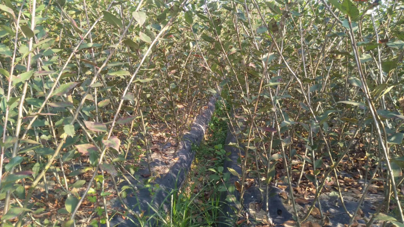 苦丁茶大叶冬青苦丁茶苗木苦丁茶绿化工程苗