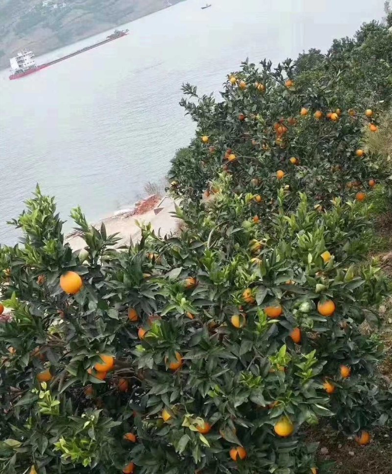 新鲜奉节脐橙水果橙子20斤装现摘包邮