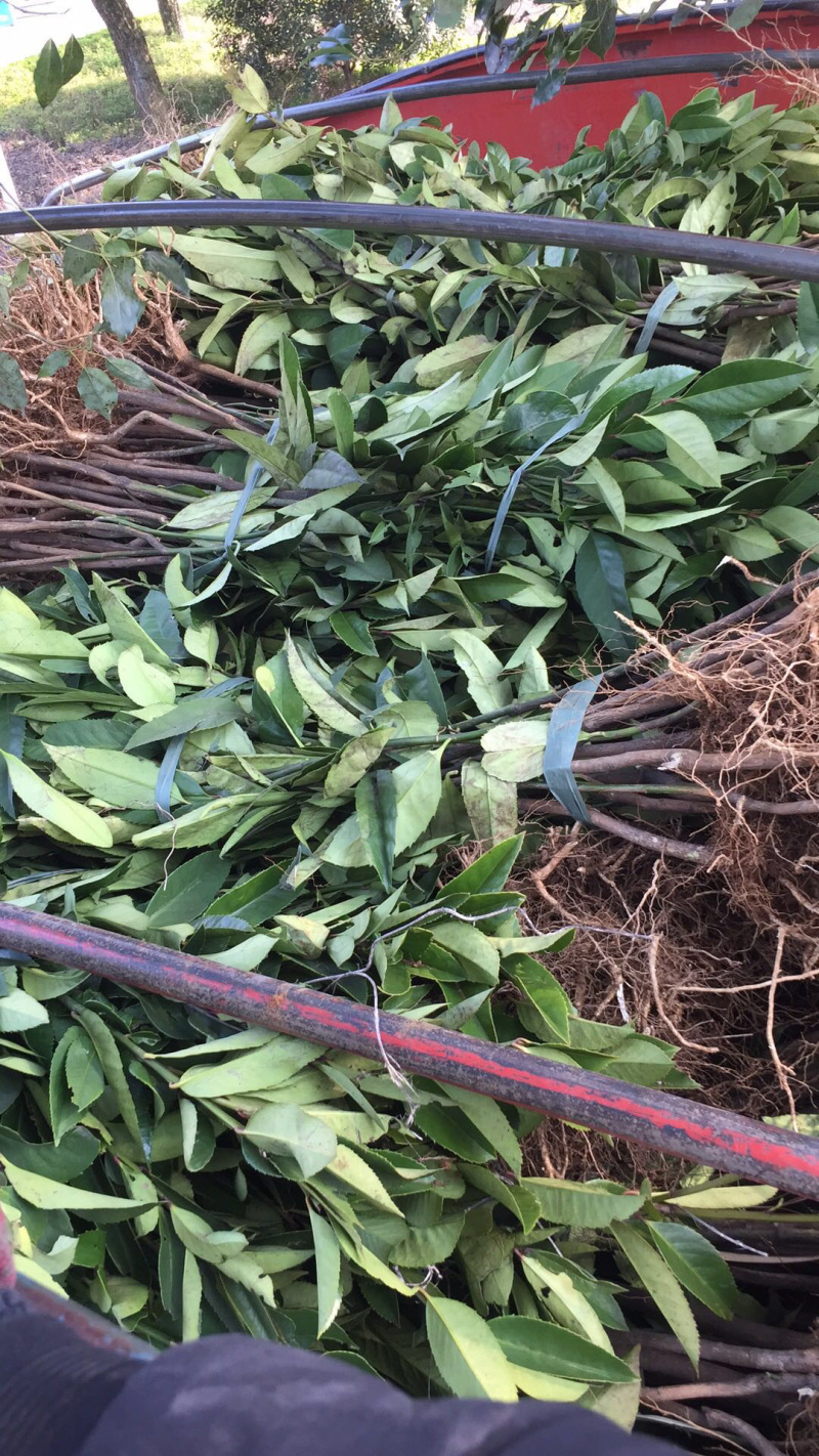 苦丁茶大叶冬青苦丁茶苗木苦丁茶绿化工程苗